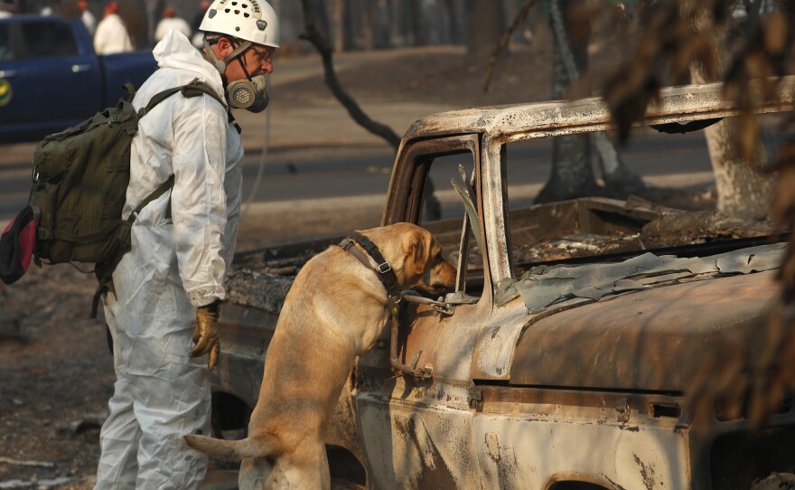 A search and rescue dog searches for human remains at the Camp Fire in Paradise, Calif.