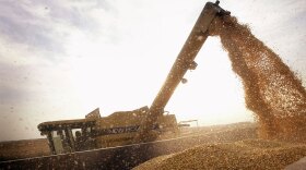 Nowadays most corn is genetically engineered or modified, like this Bt-corn being loaded near Rockton, Ill.