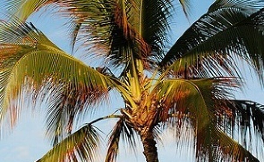 Palm tree
