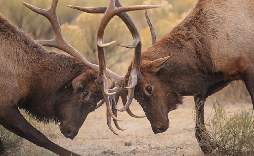 Battling Elk