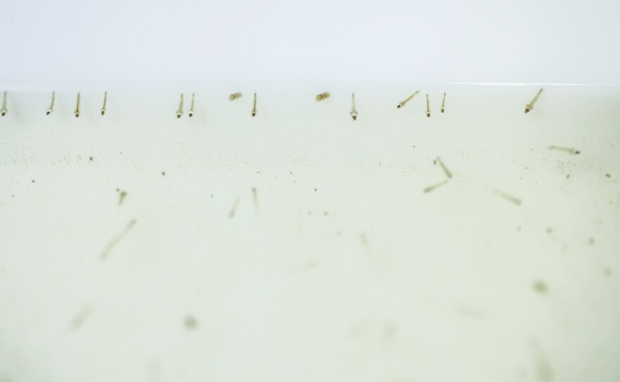 Within days, the modified mosquito pupae will emerge as adult mosquitoes and start spreading their lethal modification.