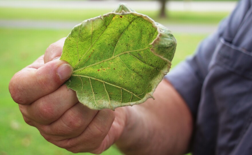 The edges of this sycamore leaf are turned upward into a cuplike shape, the typical sign of exposure to dicamba.