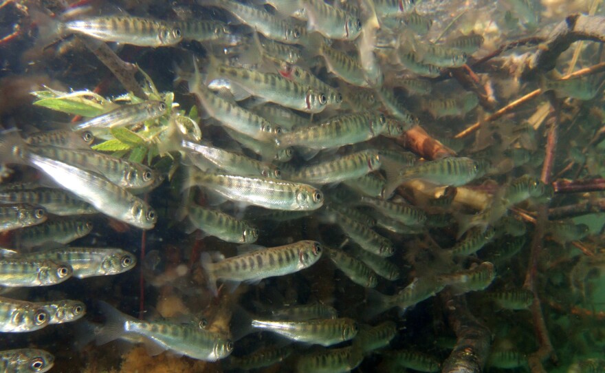 Juvenile Chinook salmon swim in the American River in California. The state's salmon fishery, which centers around fall-run Chinook, has been estimated to be worth $1.4 billion, with the fish finding their way into markets and restaurants.