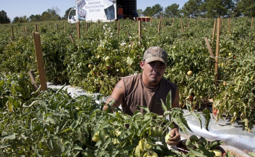 Jeremy Gonzalez picks tomatoes on a farm in Steele, Ala. Much of the crop is rotting as many of the migrant workers who normally work these fields have moved to other states to find work.