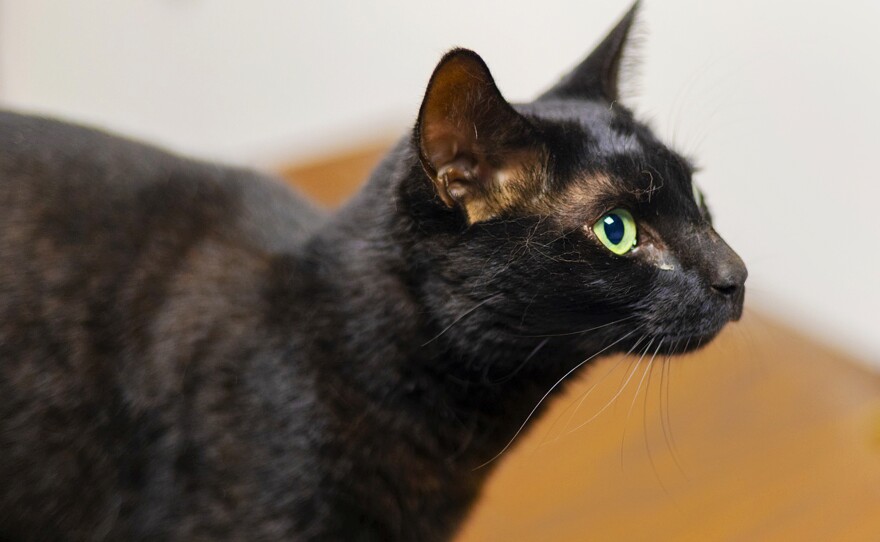 Rowdy the cat is shown here after being captured on Wednesday at Logan Airport in Boston. The cat escaped her cage as her family was returning to the U.S. after an Army deployment to Germany.