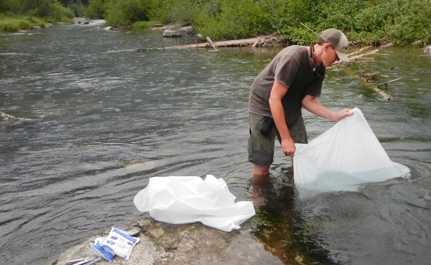 Fisheries biologist Jon McCubbins releases the first juvenile bull trout from 2014 into Logging Creek upstream of Grace Lake — the new bull trout Shangri-La.