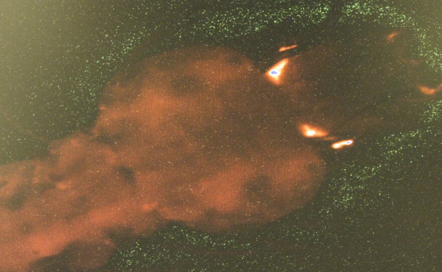 Scientists use a microscope to see if the genetic modification is spreading. Immature modified mosquitoes glow red with yellow eyes when illuminated with a laser.