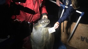 Researchers photograph a sea turtle caught in San Diego Bay on May 11, 2017.