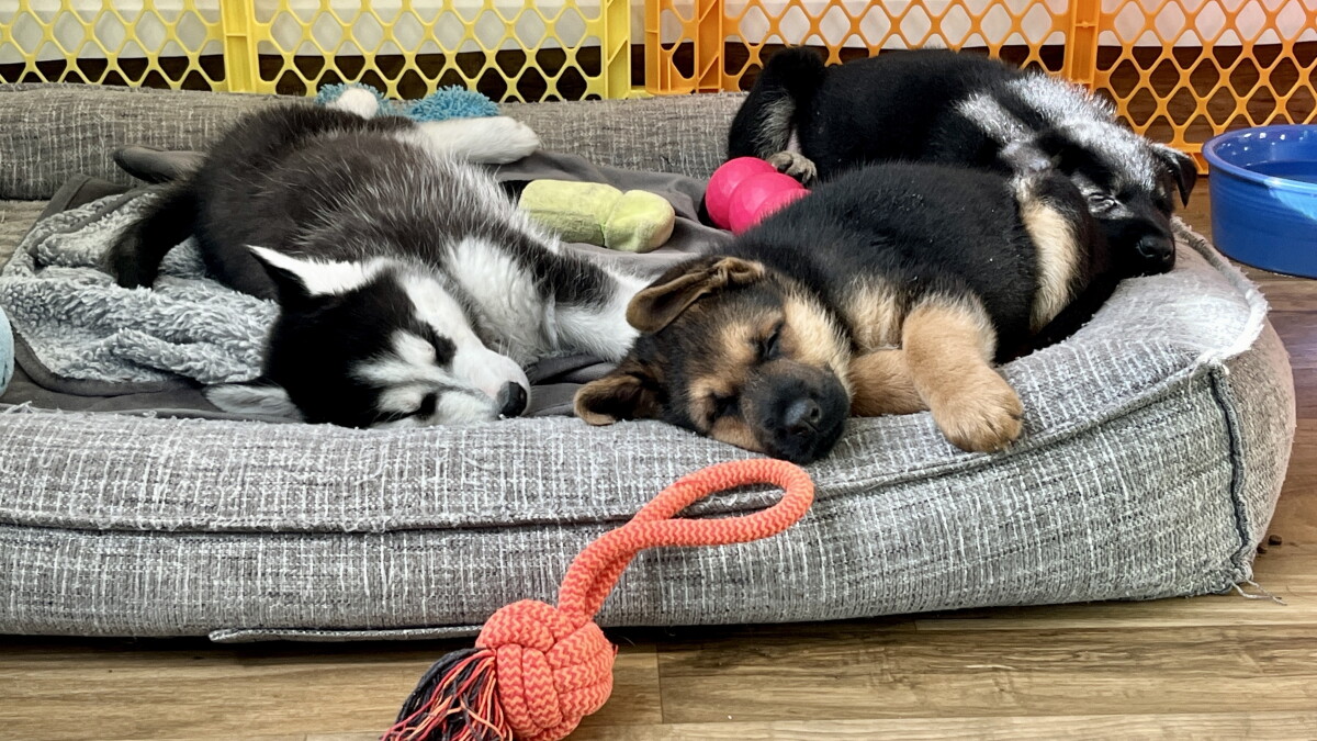 San Diego County dog shelters ask for fosters, adoptions amid nationwide overcrowding crisis - Vimarsana News