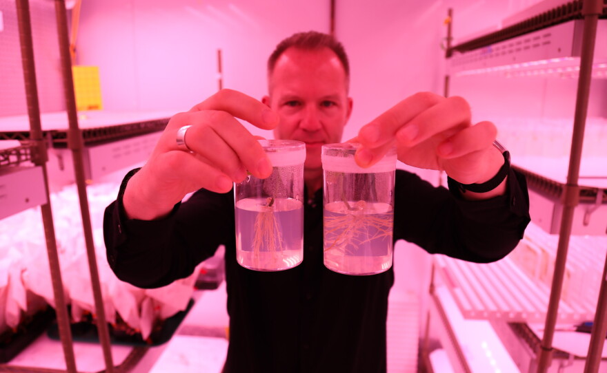 Wolfgang Busch shows how changing soybean genes can help roots grow downward at Salk Insituite on Oct. 5, 2026.
