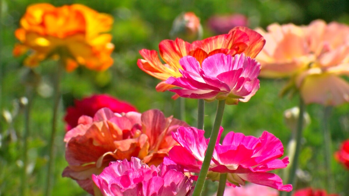 Carlsbad Flower Fields drive business into the city | KPBS ...