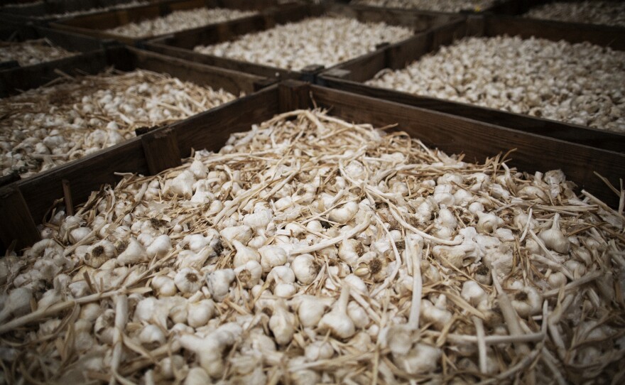 Garlic sits in bins before being processed at the processing plant.