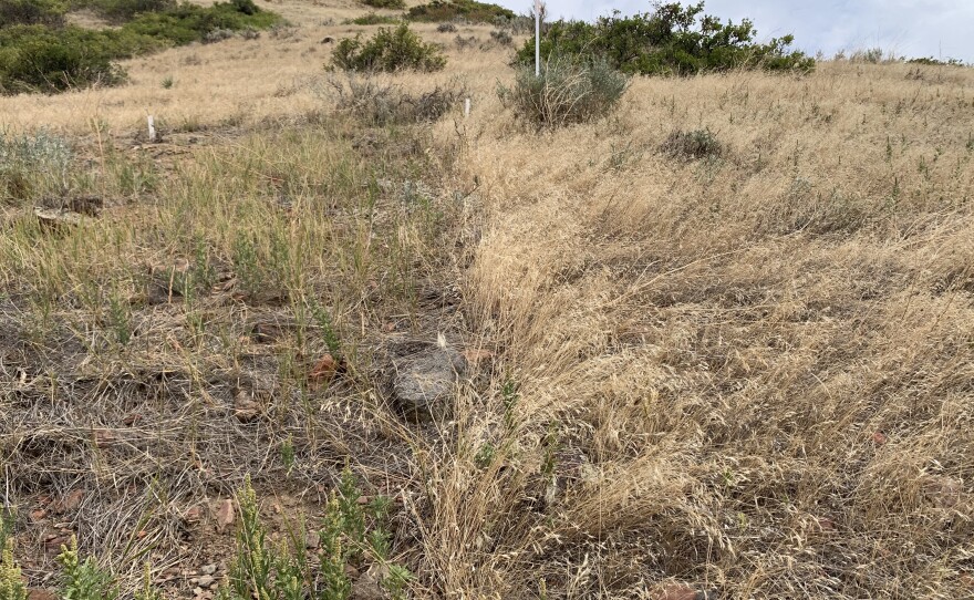 An undated photo depicting the difference between two herbicides on a single plot of land. On the left, Brian Mealor has sprayed an herbicide to kill invasive species. Native species like the green Western Wheatgrass are now springing up. On the right, nothing was sprayed and cheatgrass has taken over the landscape.