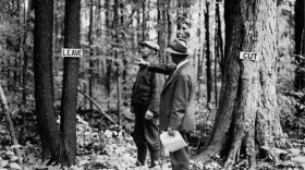 Forest management: one man shows another man which tree to cut and which to leave.
