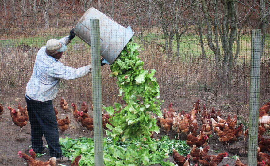 Feeding the chickens at New Morning Farm.