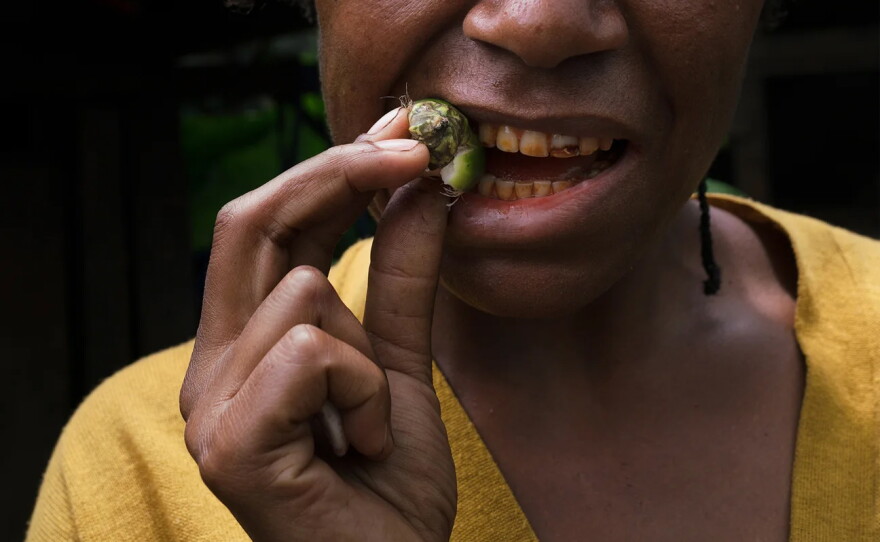 A woman cracks the hull of a betel nut with her teeth to get to the meat to chew.