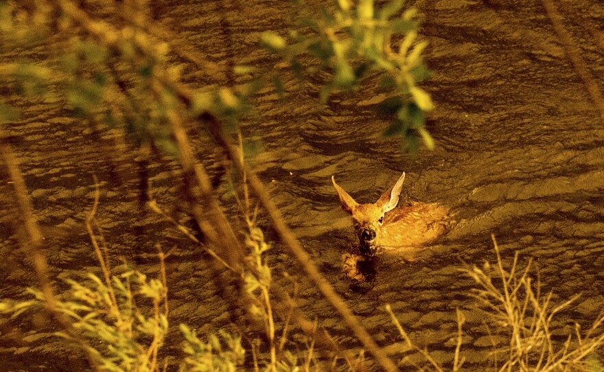 A deer swims across the Klamath River as flames burn the opposite bank in Klamath National Forest, Calif., on Saturday.