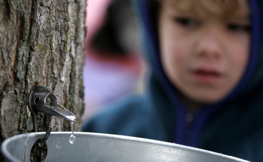 Watching the sap flow.