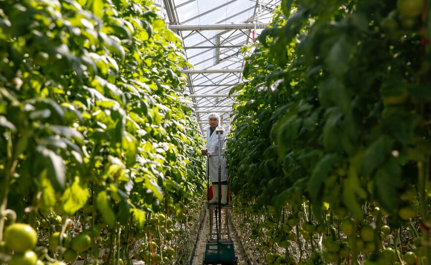 Top left: The entrance to the Wholesum Foods greenhouse in Mexico. Top right: Francisco Landell, the general manager of this Wholesum farm, has thought a lot about what it would mean if NAFTA were to disappear. Bottom: The greenhouse is a steamy, verdant tomato jungle, holding about two football fields' worth of tomato plants that shoot some 10 feet up into the air.