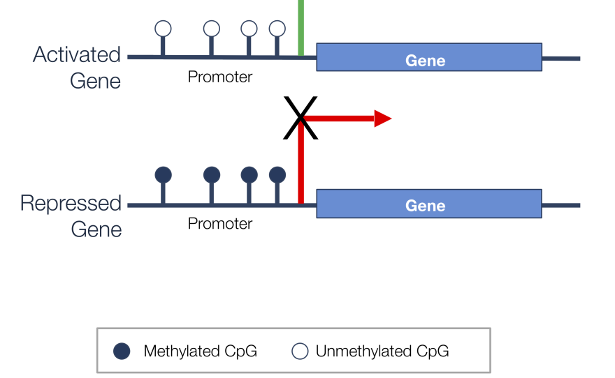 Diagram shows unmethylated region before the gene, which is a green light to turn this gene on and make it create a protein. On the bottom you have a methylated region before the gene, which stops the gene from creating the protein.<br/><br/>