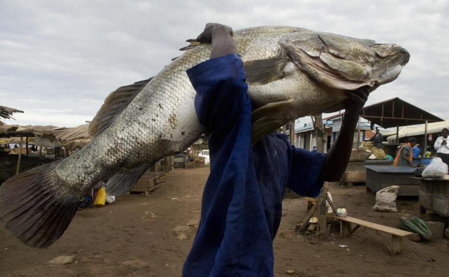 A man carries a Nile Perch of about 175 pounds caught in a lake in Uganda. The huge fish — they can weigh up to 440 pounds — were introduced to several African lakes and have wiped out hundreds of local species.