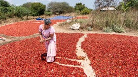 Rajeshwari, 44, grades the chiles she has picked in the fields. Her sharp eyes spot the pale white pods in the sea of red: "The ones with the rich red color are the best, but even though the paler ones are of poorer quality, we can still sell these at the market."