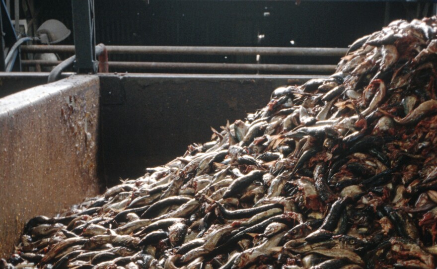 Forage fish like these at a Chilean processing plant are often used for fish meal used in aquaculture. But critics consider this inefficient and wasteful and worry it could deplete fish populations. Now several companies are developing protein substitutes to replace fish meal.