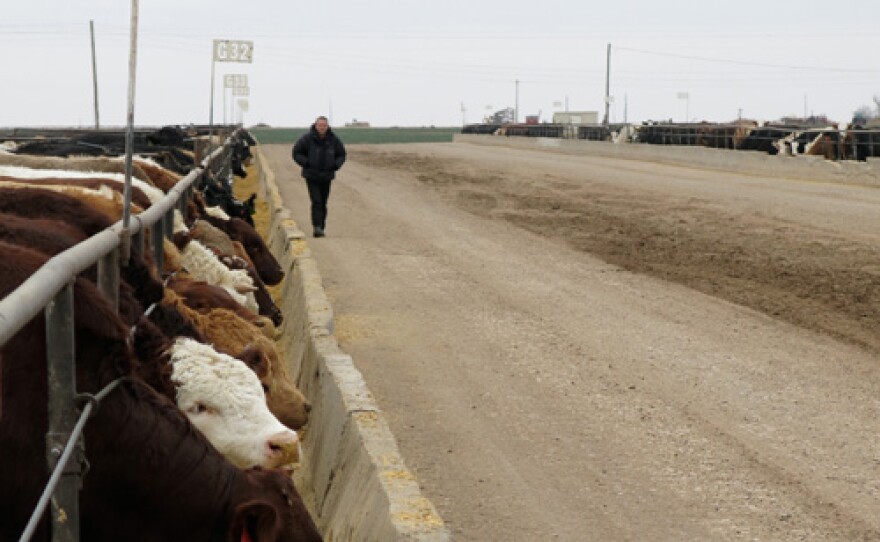 Michael Mosley with cattle at Flying W Ranch, Colorado Springs, Colo.