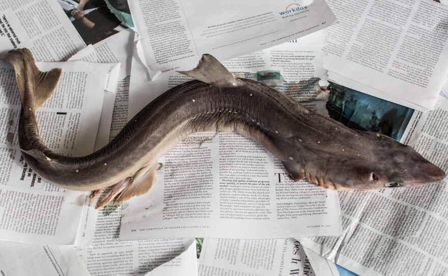 This shark may look menacing, but sautee it and drizzle some lemon caper sauce on top, and this dogfish becomes doggone delicious.