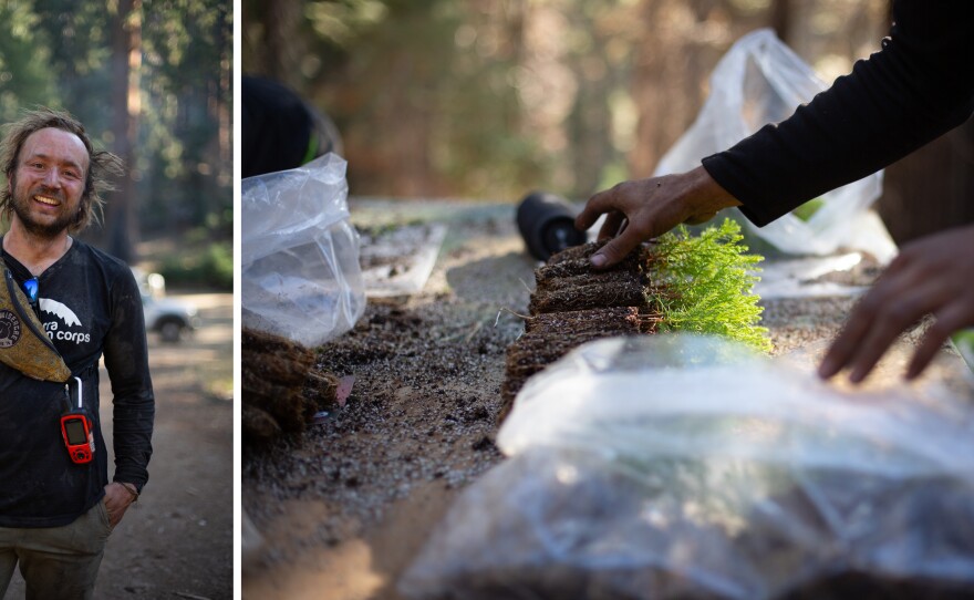 Micah Craig and a team from the Eastern Sierra Conservation Corps replant sequoia seedlings. Some are from groves already experiencing hotter, drier conditions, which could give them a better shot at withstanding climate change.