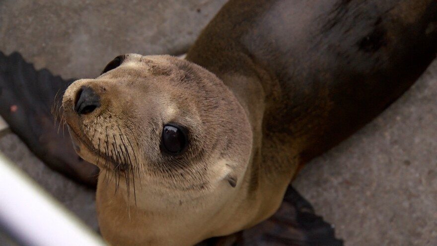 An emaciated California Sea Lion is shown at the SeaWorld rehabilitation facility on May 3, 2022.