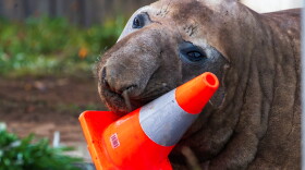 In this photo provided by Sam Volker Photography, Neil the Seal, a 1,000 kg (2,200 pound) elephant seal, plays with a traffic cone in Tasmania, Australia, on June 27, 2026.