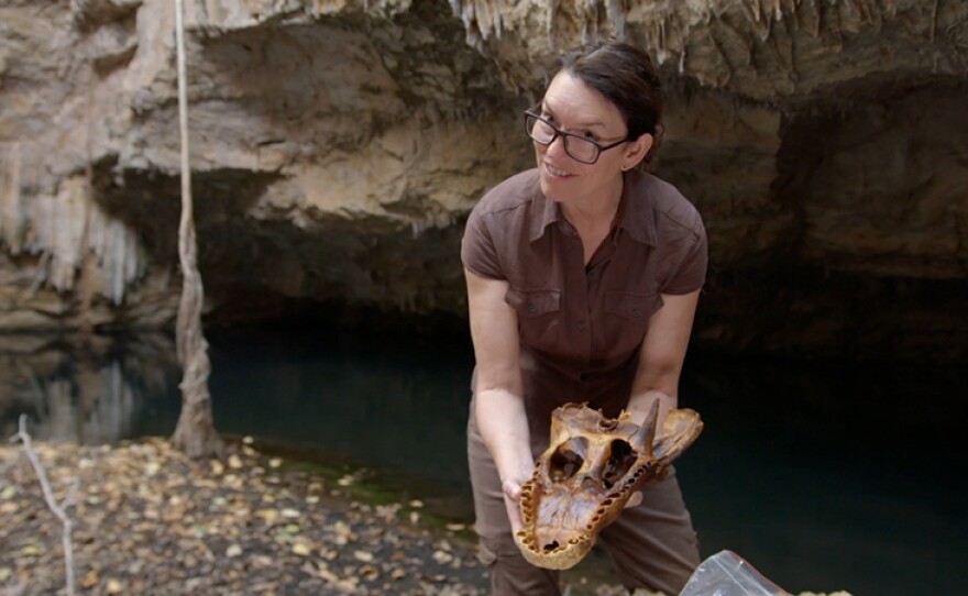 Scientist Dr. Evon Hekkala shows off a horned crocodile skull found in Aven Cave, Madagscar where the species lived, before mysteriously going extinct just two thousand years ago.