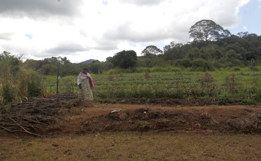 Fields in central Sri Lanka. Farmers say they are planting less crops because the price of fertilizer has risen because of the Mideast war, alongside the price of fuel they need to plough and harvest their lands.