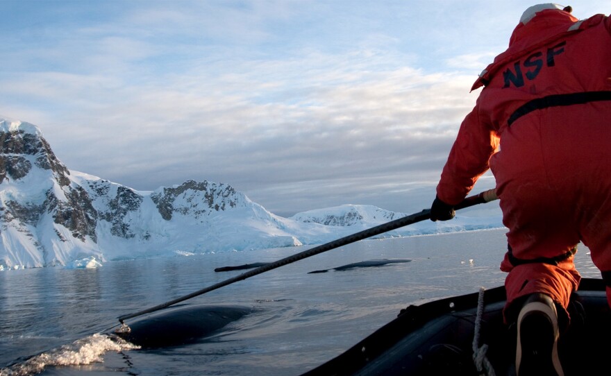 Marine biologist Ari Friedlaender tags whales as part of his research on humpback whales in the Antarctic.