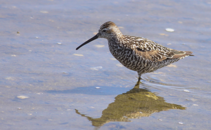 Stilt Sandpiper