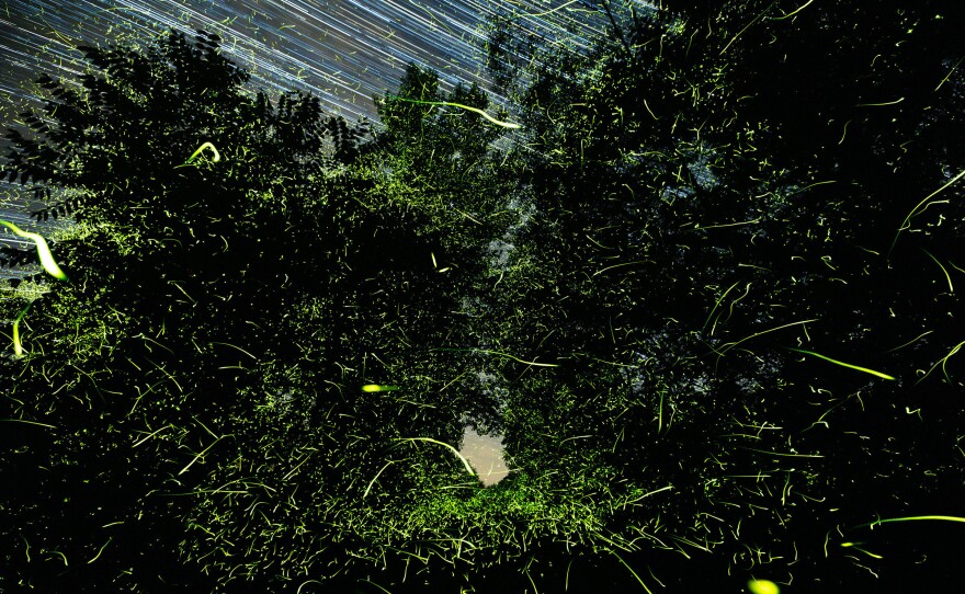Fireflies outside Greenport, N.Y., in June. "This species is very slow and gentle in its flash pattern, but the photograph is totally chaotic," Mauney said. "The previous image was anxiety-inducing, with rapid and non-stop flashing, to witness. I could only stand and watch for a couple minutes at a time because it was so overwhelming."