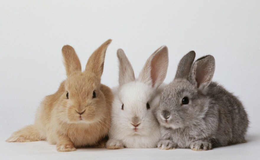 In an effort to combat chronic food shortages, President Nicolas Maduro and his ministers are embarking on a campaign to convince Venezuelans to eat rabbits.