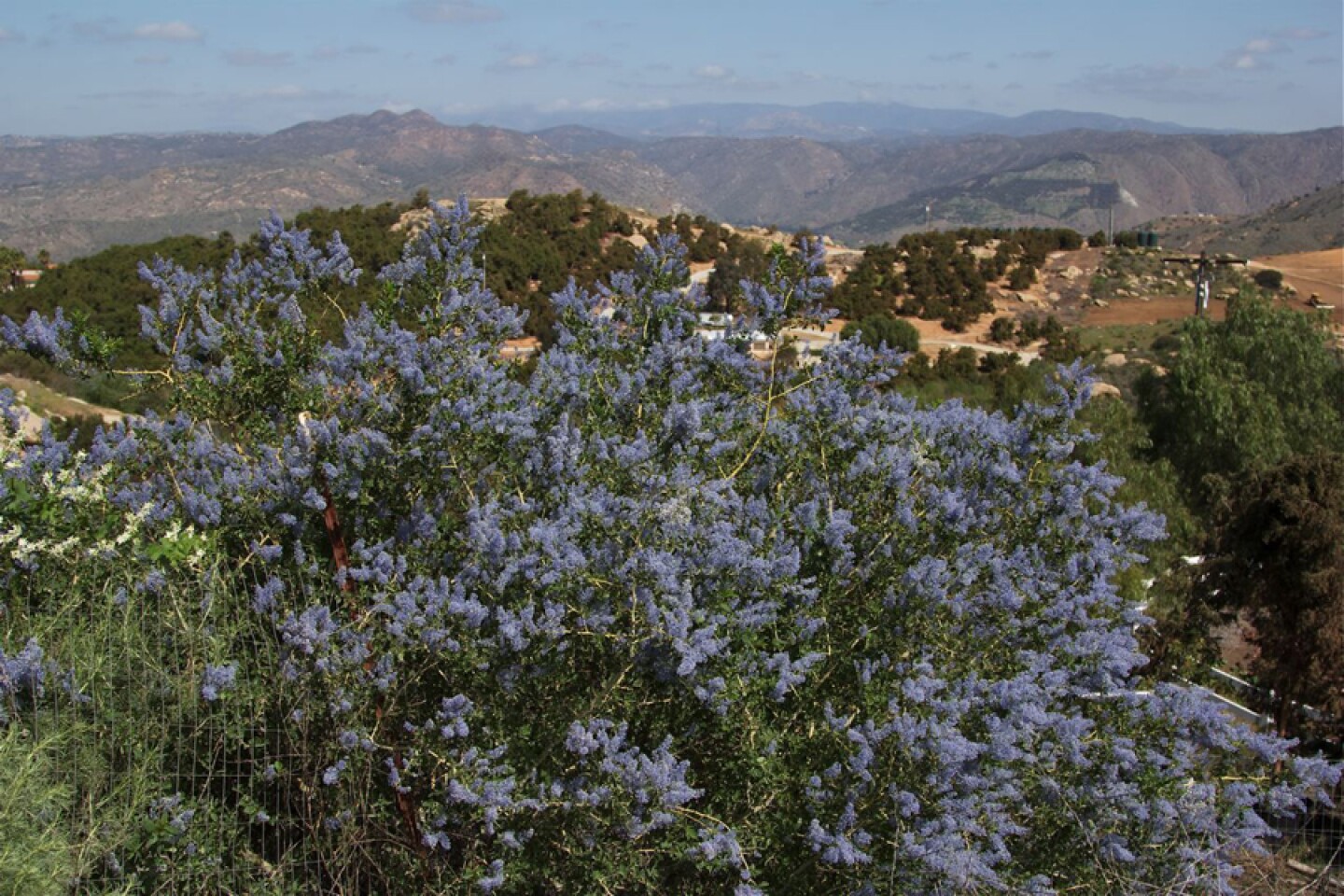 California lilac blooming.