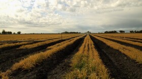 Fields sit yellowed and uncultivated on Cannon Michael's farm in California's Central Valley. A sixth-generation farmer, Michael says this year his farm might, at best, break even due to the drought.
