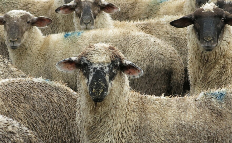 Congress ending subsidies, wolves, frost, droughts and other hazards have all played a role in the decline in demand for sheep. But farmers markets and demand for locally-sourced food is helping sheep farmers find a niche.