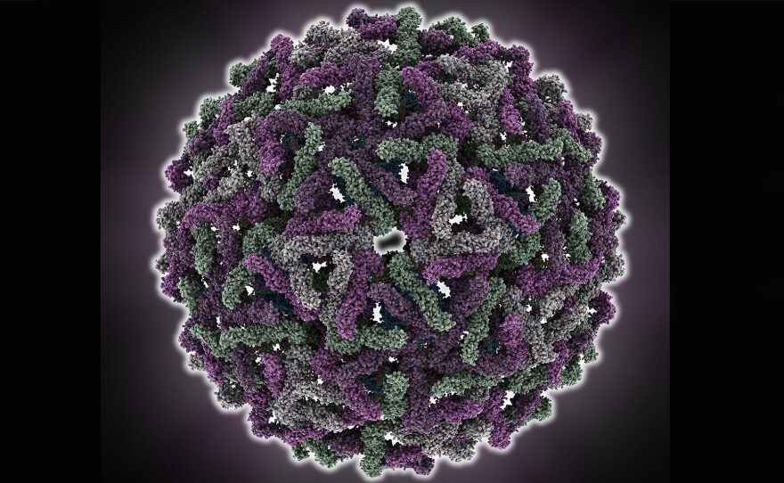 The dengue virus has an icosahedral shape, similar to a soccer ball. Antibodies stop the virus by binding to its surface.