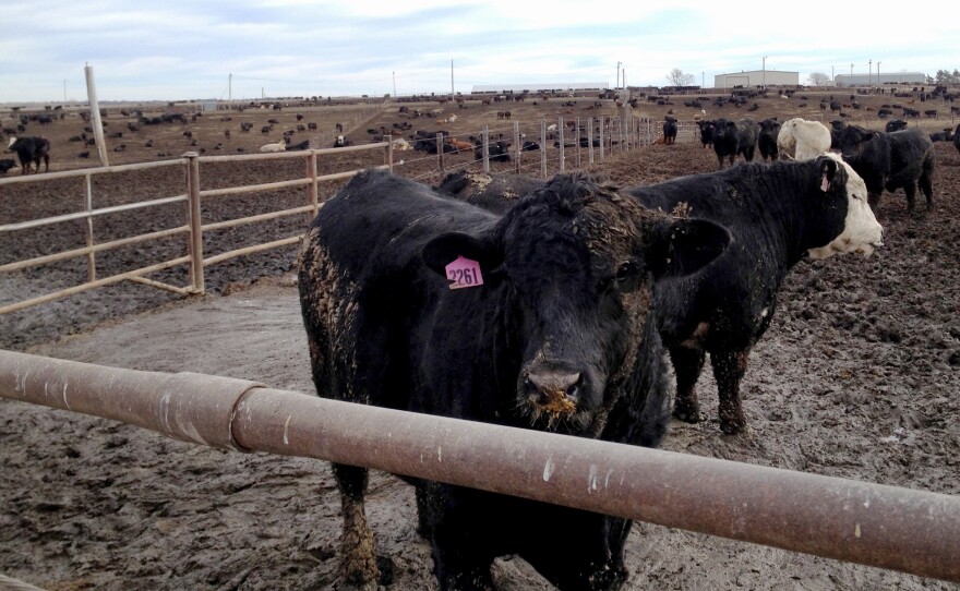 Some cattle from Canada and Mexico are fed in the United States. Feedlots keep them separate to make sure label information is accurate.