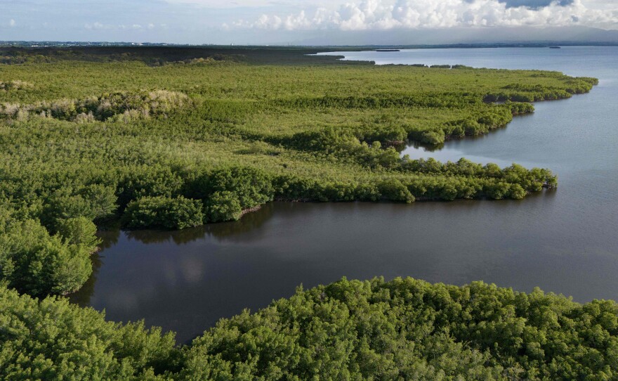 While mangroves are used to surviving in harsh conditions, the new report finds climate change threatens these ecosystems.
