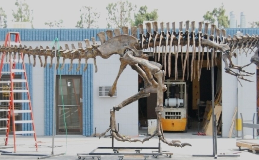A worker assembles the tail of the Giganotosaurus skeleton at a warehouse in Chatsworth, Calif.