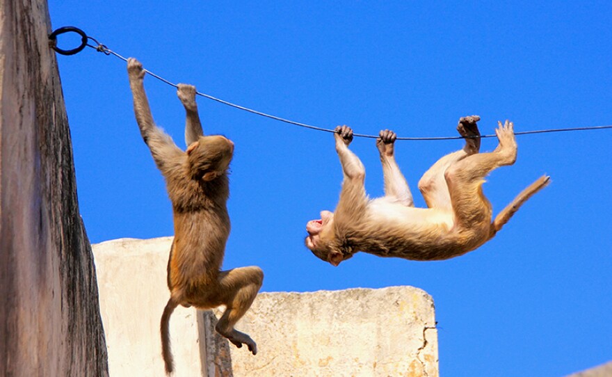 Rhesus macaques playing on a wire near Galta Temple in Jaipur, India. From episode one “Hunger Wars.”