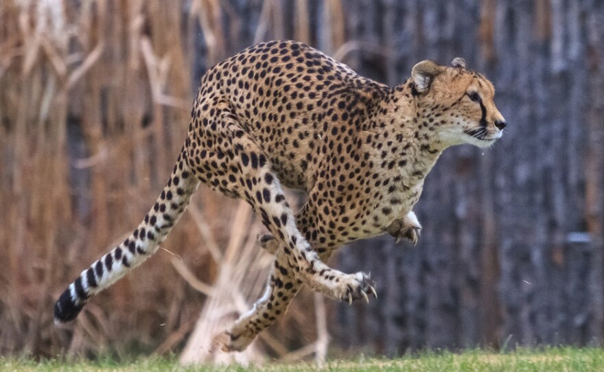 The cheetah known as Sarah or Sahara holds the record as the fastest land animal on earth. She has died at the age of 15.