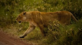 Elsa, a Ngorongoro lion