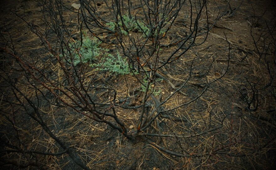 Less than two years after a prescribed burn, a shrub that catches fire will show signs of new growth. July 26, 2022.