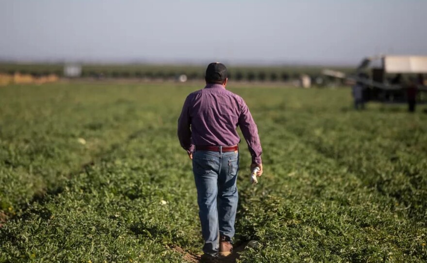 A farmworker walks through a field where melons are harvested at a farm outside of Firebaugh on Sept. 11, 2025.